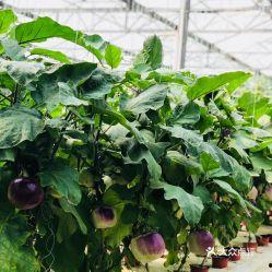 今日寿光吊瓜价格,品质佳、价格稳，市场反响热烈”