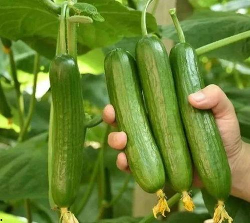 山东今日小瓜价格表,市场行情一览