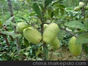 临沂今日小瓜价格,市民抢购热潮涌动”