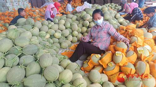 今日蜜瓜报价最新价格,新鲜采摘，价格走俏！