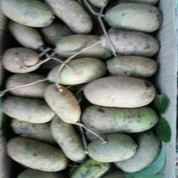 八月瓜价格今日行情一斤,一斤多少钱？”