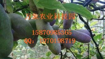 八月瓜价格今日行情一斤,一斤多少钱？”