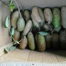 八月瓜价格今日行情一斤,一斤多少钱？”