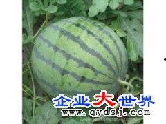 今日白田瓜价格,市场行情一览