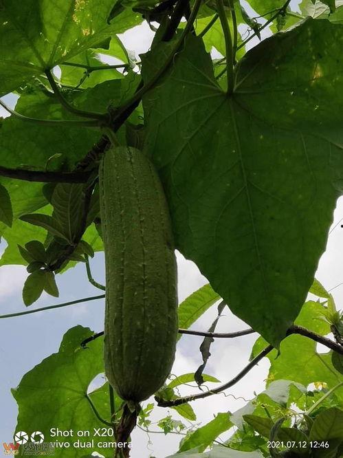 今日白田瓜价格,市场行情一览