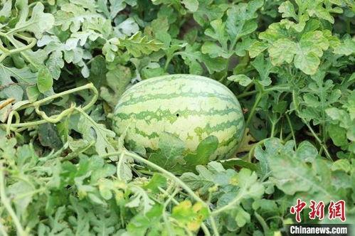 一亩田麒麟瓜今日行情,价格波动与市场趋势分析