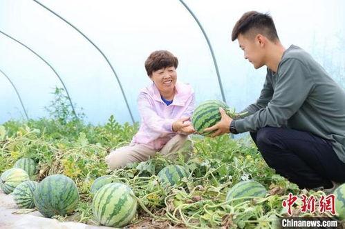 一亩田麒麟瓜今日行情,价格波动与市场趋势分析