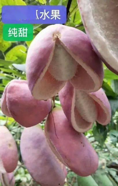 八月瓜你吃过吗今日头条,你尝过这种美味果实吗？