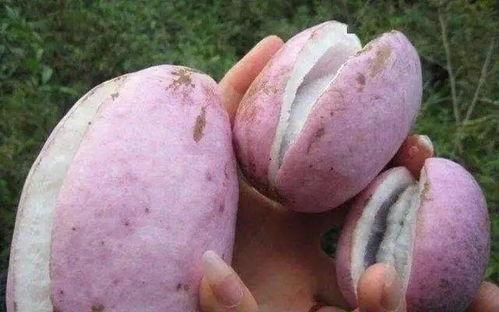 八月瓜你吃过吗今日头条,你尝过这种美味果实吗？