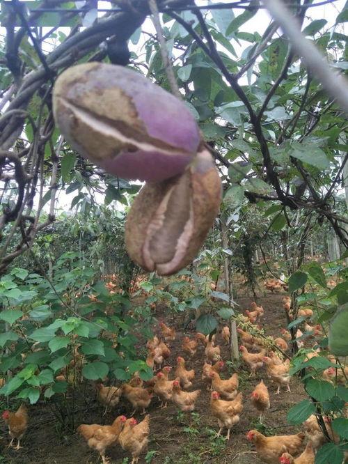 八月瓜你吃过吗今日头条,你尝过这种美味果实吗？