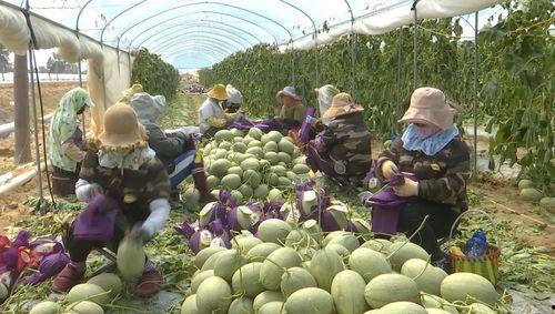 今日海南冬季瓜菜