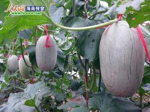 今日海南冬季瓜菜