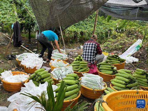 今日海南冬季瓜菜